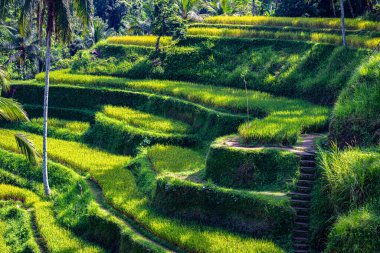 Gianyar Regency, Bali, Endonezya 'da Tegallalang pirinç terası