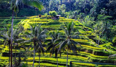 Gianyar Regency, Bali, Endonezya 'da Tegallalang pirinç terası