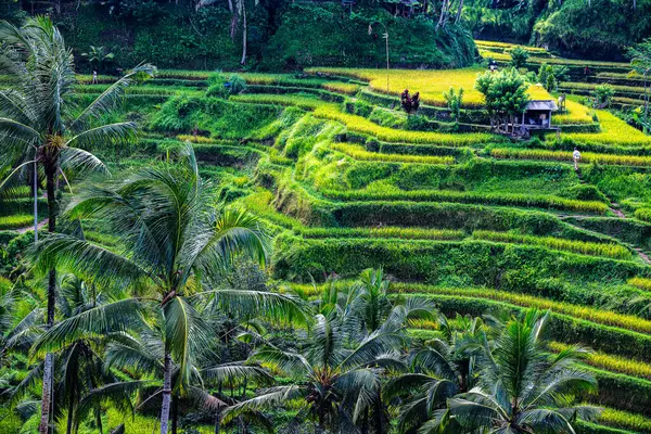 stock image Tegallalang rice terrace in the Gianyar Regency, Bali, Indonesia