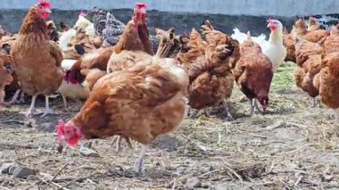 Geleneksel tavuk çiftliğinde tavuklar