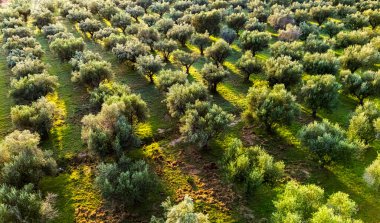 Yunanistan 'ın güneyindeki Kalamaki yakınlarındaki Acroyali köyünde zeytin ekimi