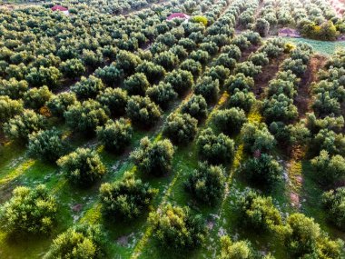 Yunanistan 'ın güneyindeki Kalamaki yakınlarındaki Acroyali köyünde zeytin ekimi