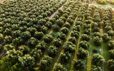 Yunanistan 'ın güneyindeki Kalamaki yakınlarındaki Acroyali köyünde zeytin ekimi