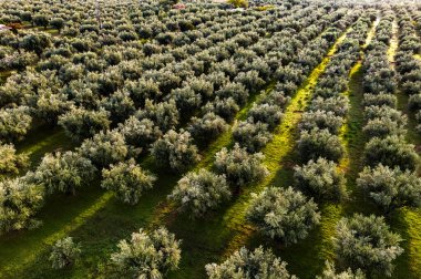 Yunanistan 'ın güneyindeki Kalamaki yakınlarındaki Acroyali köyünde zeytin ekimi