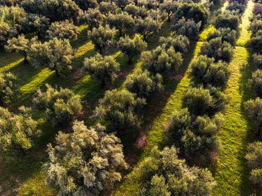 Yunanistan 'ın güneyindeki Kalamaki yakınlarındaki Acroyali köyünde zeytin ekimi