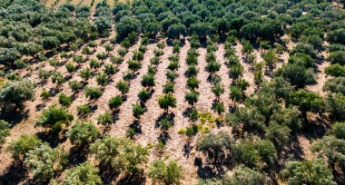 Yunanistan 'ın güneyindeki Kalamaki yakınlarındaki Acroyali köyünde zeytin ekimi