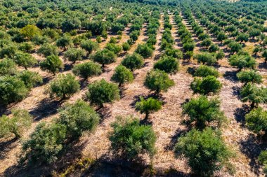 Yunanistan 'ın güneyindeki Kalamaki yakınlarındaki Acroyali köyünde zeytin ekimi