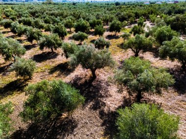 Yunanistan 'ın güneyindeki Kalamaki yakınlarındaki Acroyali köyünde zeytin ekimi