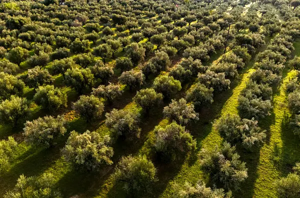 Yunanistan 'ın güneyindeki Kalamaki yakınlarındaki Acroyali köyünde zeytin ekimi