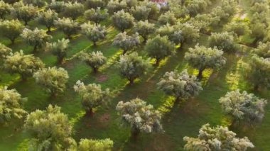 Yunanistan 'ın güneyindeki Kalamaki yakınlarında zeytin ekimi