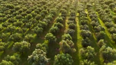 Yunanistan 'ın güneyindeki Kalamaki yakınlarında zeytin ekimi