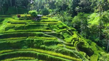 Gianyar Regency, Bali, Endonezya 'da Tegallalang pirinç terası