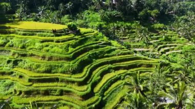 Gianyar Regency, Bali, Endonezya 'da Tegallalang pirinç terası