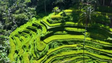 Gianyar Regency, Bali, Endonezya 'da Tegallalang pirinç terası