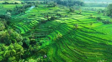 Penebel Bölgesi, Tabanan Regency, Bali, Endonezya 'daki Jatiluwih Rice Terasları manzarası. UNESCO 'nun dünya kültür mirası sahası