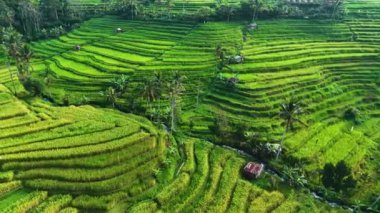 Penebel Bölgesi, Tabanan Regency, Bali, Endonezya 'daki Jatiluwih Rice Terasları manzarası. UNESCO 'nun dünya kültür mirası sahası