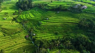 Penebel Bölgesi, Tabanan Regency, Bali, Endonezya 'daki Jatiluwih Rice Terasları manzarası. UNESCO 'nun dünya kültür mirası sahası