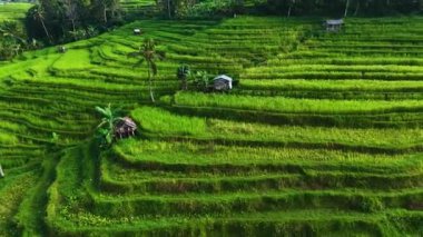 Penebel Bölgesi, Tabanan Regency, Bali, Endonezya 'daki Jatiluwih Rice Terasları manzarası. UNESCO 'nun dünya kültür mirası sahası