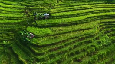 Penebel Bölgesi, Tabanan Regency, Bali, Endonezya 'daki Jatiluwih Rice Terasları manzarası. UNESCO 'nun dünya kültür mirası sahası