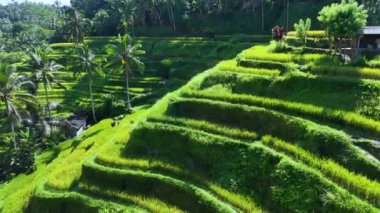 Gianyar Regency, Bali, Endonezya 'da Tegallalang pirinç terası