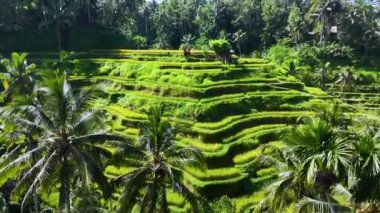 Gianyar Regency, Bali, Endonezya 'da Tegallalang pirinç terası