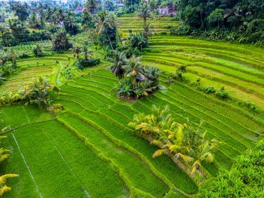 Sidemen 'in tarım arazisi, Karangasem Regency, Bali, Endonezya