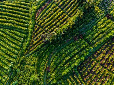 Sidemen 'in tarım arazisi, Karangasem Regency, Bali, Endonezya