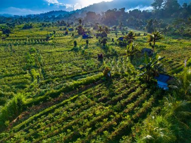 Sidemen 'in tarım arazisi, Karangasem Regency, Bali, Endonezya
