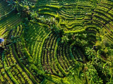 Sidemen 'in tarım arazisi, Karangasem Regency, Bali, Endonezya