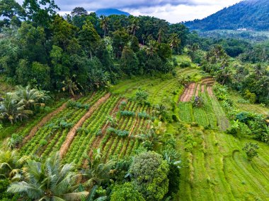 Sidemen 'in tarım arazisi, Karangasem Regency, Bali, Endonezya
