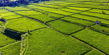 Payangan bölgesindeki pirinç tarlaları, Bali, Endonezya