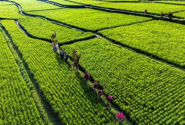 Payangan bölgesindeki pirinç tarlaları, Bali, Endonezya