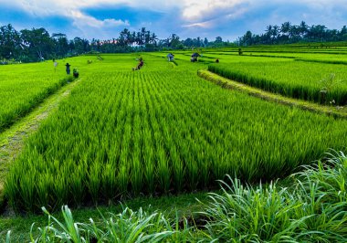 Payangan bölgesindeki pirinç tarlaları, Bali, Endonezya