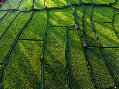 Payangan bölgesindeki pirinç tarlaları, Bali, Endonezya