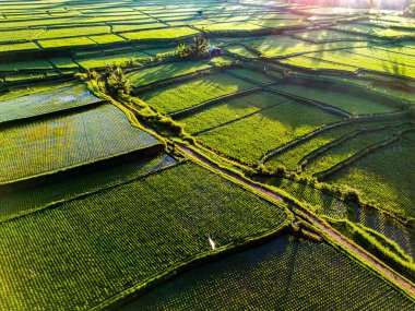 Payangan bölgesindeki pirinç tarlaları, Bali, Endonezya