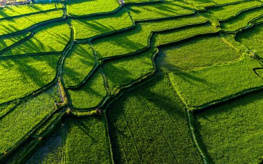 Payangan bölgesindeki pirinç tarlaları, Bali, Endonezya