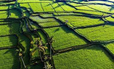 Payangan bölgesindeki pirinç tarlaları, Bali, Endonezya