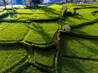 Payangan bölgesindeki pirinç tarlaları, Bali, Endonezya