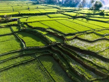 Payangan bölgesindeki pirinç tarlaları, Bali, Endonezya