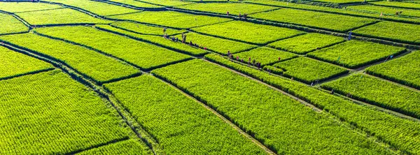Payangan bölgesindeki pirinç tarlaları, Bali, Endonezya