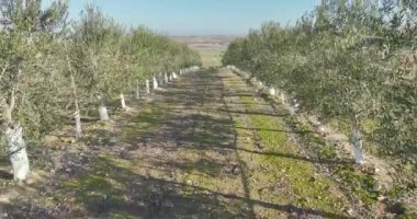 İspanya 'daki Katalan zeytinlikleri arasında sürekli ters İHA uçuşu.