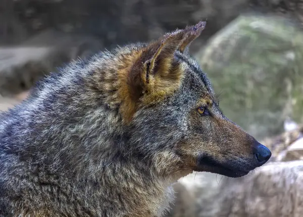 Lobo Canis Lupus Miembro Orden Los Mamíferos Conocida Como Carnivora — Foto de Stock
