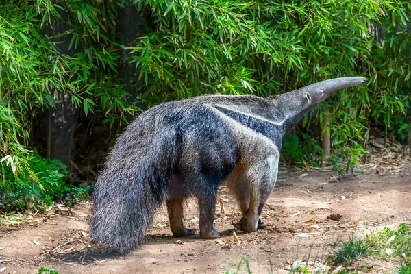 Raksasa Anteater Myrmecophaga Tridactyla Hewan Dengan Ekor Panjang Dan Hidung — Stok Foto