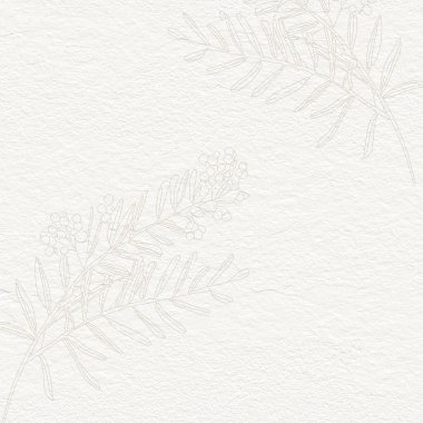 Mimosa çiçek dalı bahar çiçeği suluboya çizimi, hassas nötr kağıt dokusu