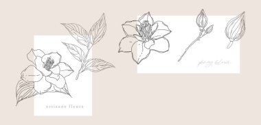 Yaban çiçekleri çiçek vektör sanatı, soyut botanik illüstrasyon, çizgi sanat dokuları, çizilmiş kır çiçekleri. Çağdaş sanatsal. Vektör illüstrasyonu