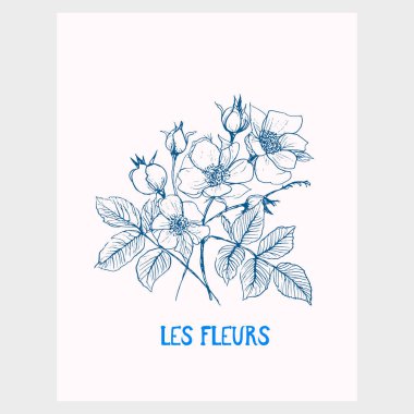 Gül çiçeği vektör illüstrasyonu. Poster tasarımı. Çiçek parçası. Botanik sanatı. Modern mavi renkli çizim sanatsal.