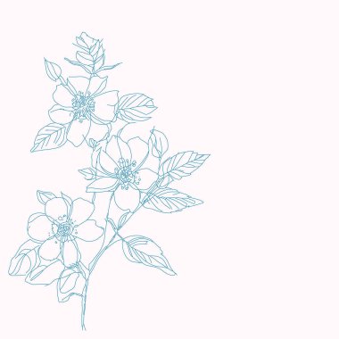 Gül kalçası, yabani bahar çiçekleri, soyut çiçek eskizi, el çizimi kalem, botanik illüstrasyon.