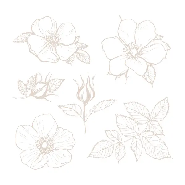 Роза Хіп Хоп Дикі Весняні Квіти Абстрактне Квіткове Ескізне Мистецтво — стоковий вектор