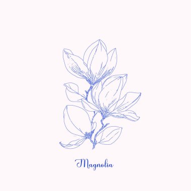 Magnolia ağacı dalları bahar çiçekleri, soyut çiçek eskizi sanat, el yapımı doku kalemi, botanik illüstrasyon