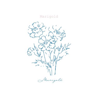 Marigold çiçeği çağdaş sanat vektör illüstrasyonu. Vektör çizimi. Çiçek tasarımı, doğum ayı Ekim